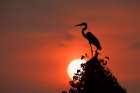 Cocoi heron, silhouetted at sunset, Mato Grosso, Pantanal, Brazil, South America Art Print